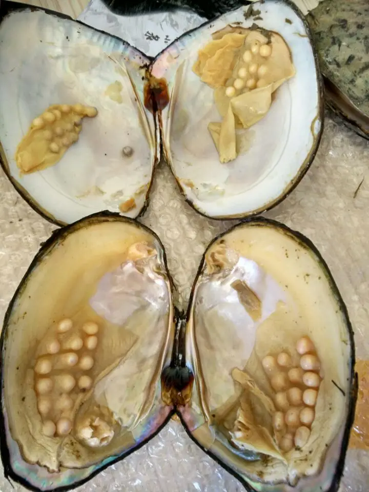 Monster Pearls Natural Freshwater Big Oysters Bulk 5pcs Vacuum Packed Beads Wish Pearl Oyster Shell BM006 | Украшения и