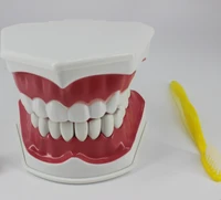 dental materials and supplies dental teaching model equipment children s oral cavity teaching