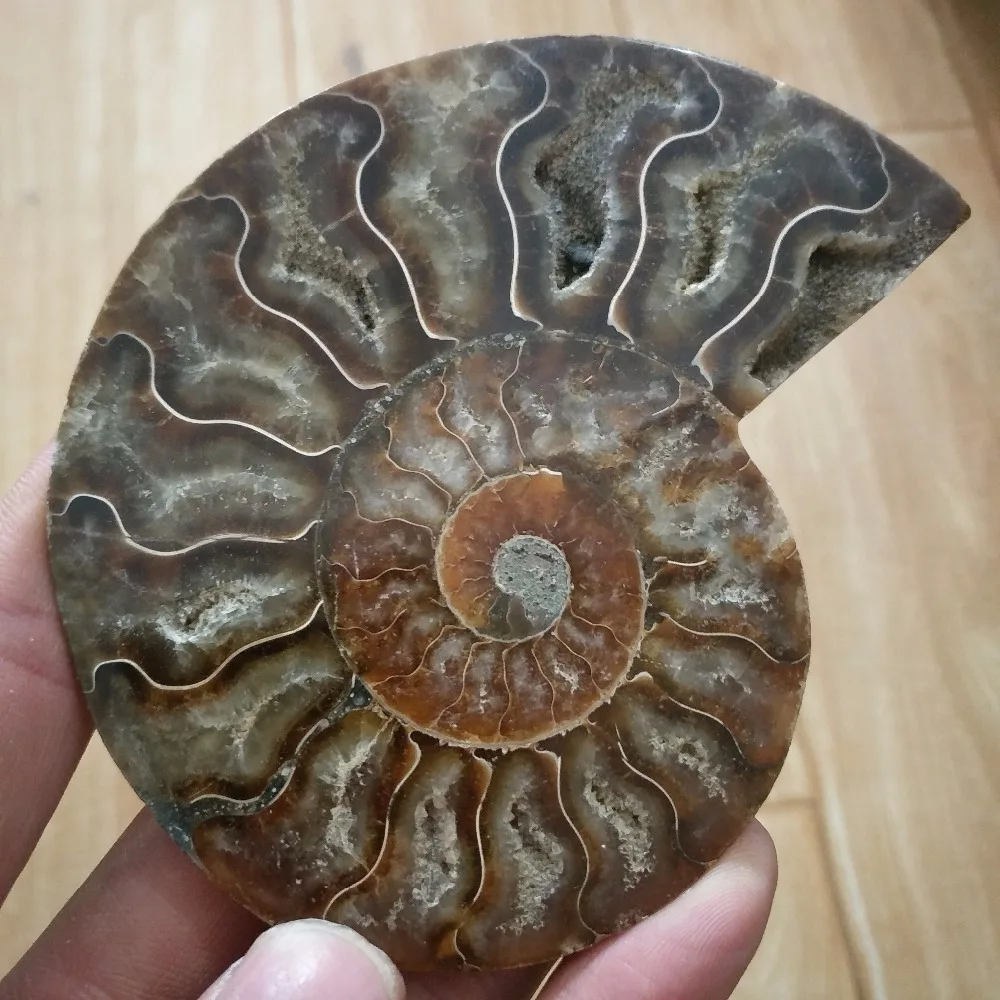 100-110 г чистый аммонит PRETTY NAUTILUS мадагаскарская ископаемая руда камень