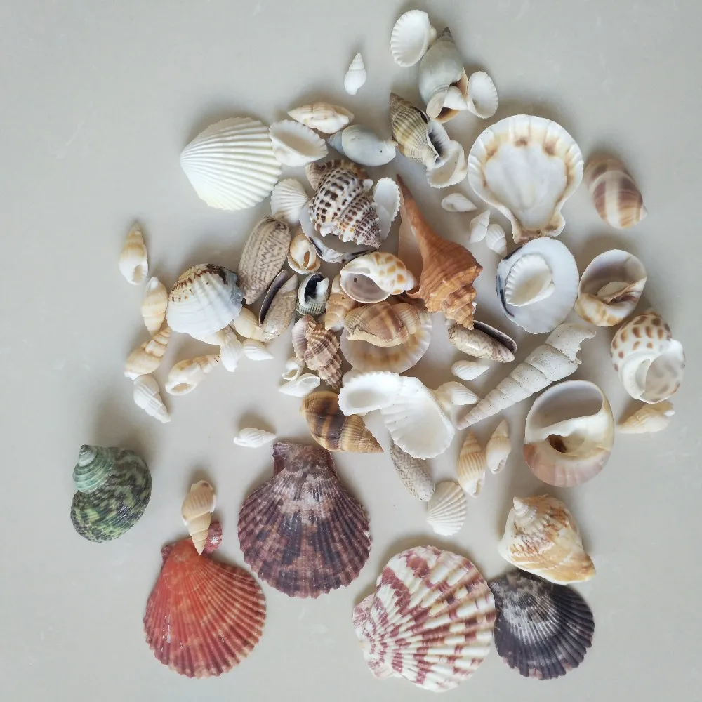 Ракушки из натуральных ракушек 150 г украшение для аквариума домашний декор