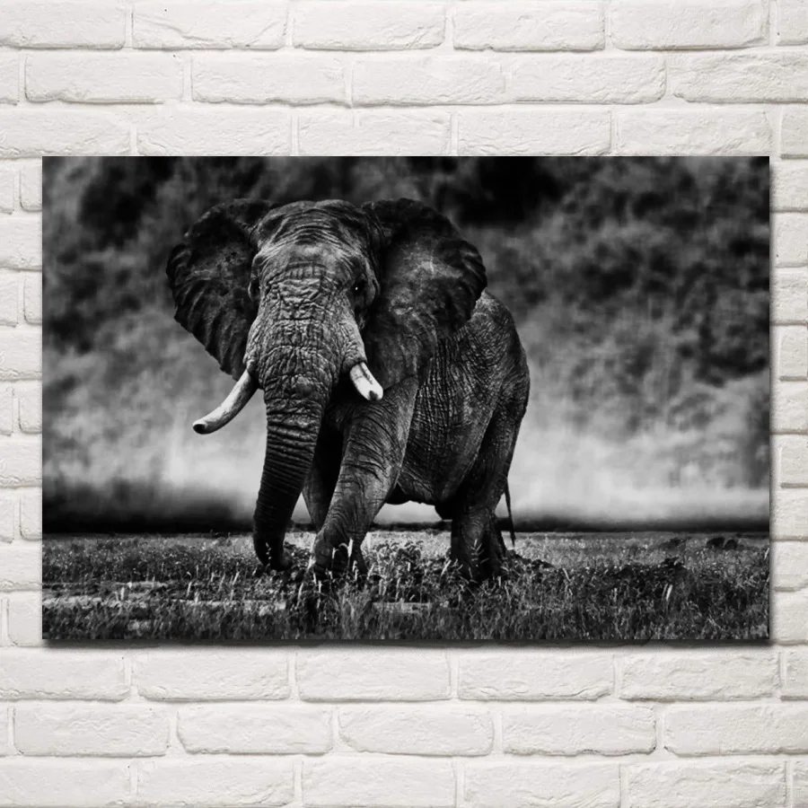 

black and white elephant wild life animal monochrome artwork KA448 living room home wall art decor wood frame fabric posters