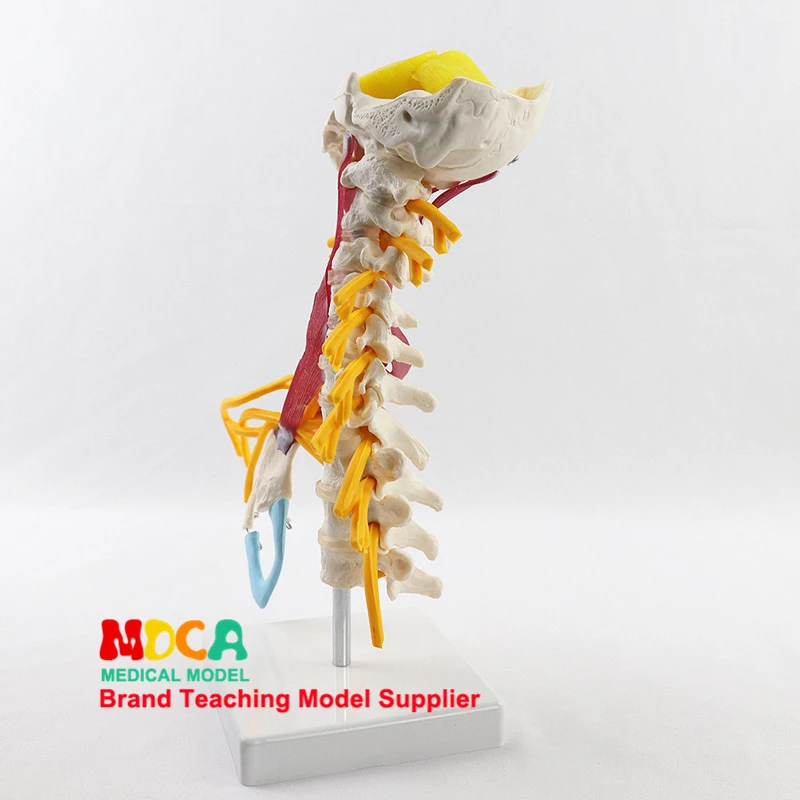 Модель скелета медицинская модель человеческий шейный позвоночник учение