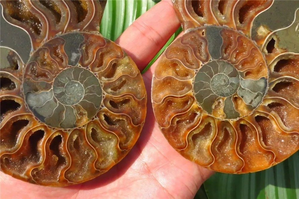 347g 3.54&quot Half Cut Ammonite Shell Jurrassic Fossil Madagascar | Дом и сад