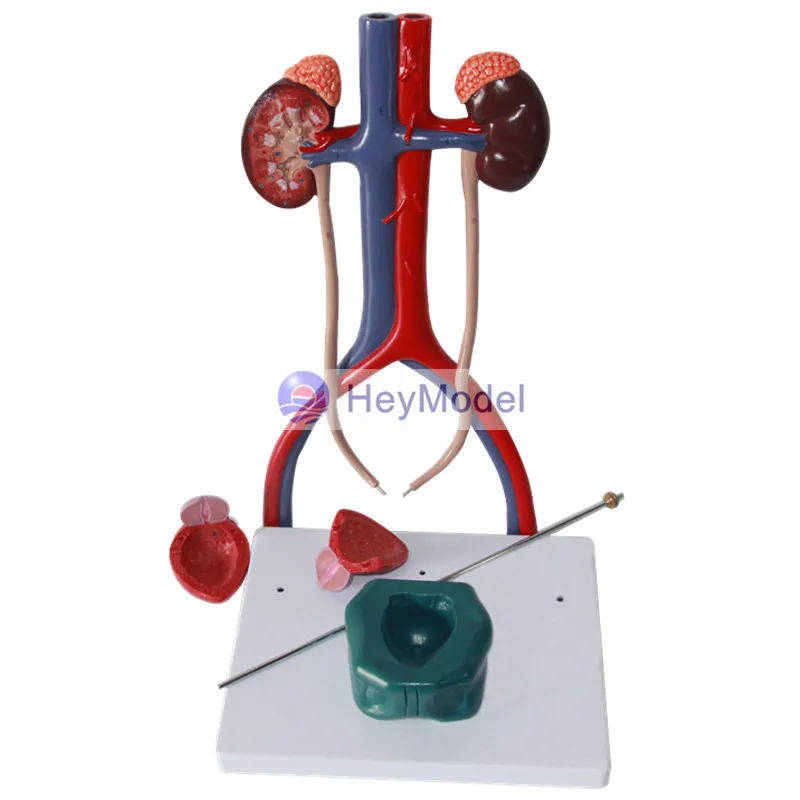 HeyModel Human модель мочевыделительной системы|system|system model |