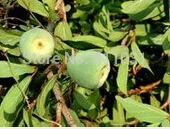 New Home Garden Plant 20 Seeds Genuine Climbing Fig Ficus Pumila Creeping Free Shipping |