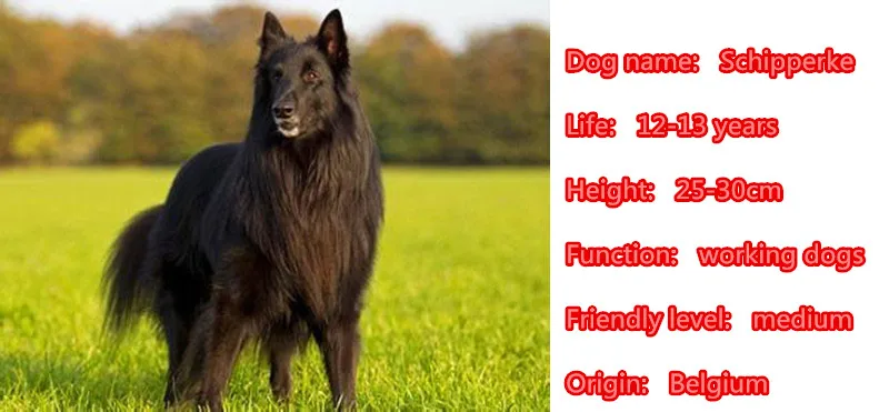 Mdogm Симпатичные броши и булавки в виде собаки Schipperke костюм металл маленький отца
