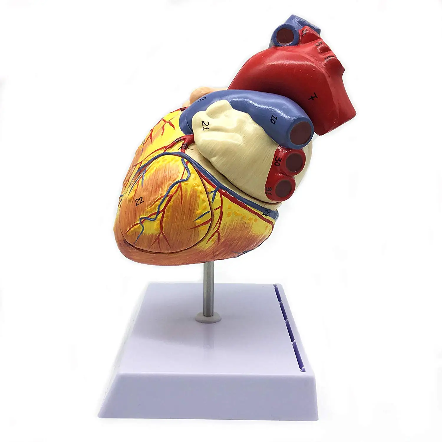 

2.5X Enlarged Human Heart Anatomical Model Human Skeleton Anatomy for Science Classroom Study Display Teaching Medical Model