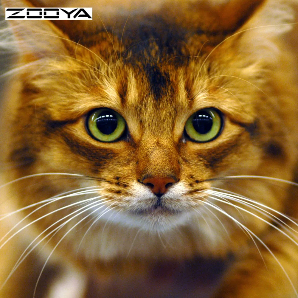 

NEW Diy Diamond Painting Cross Stitch Lovely Cat Crystal Square Diamond Set Unfinished Decorative Diamond Embroidery Animal F807