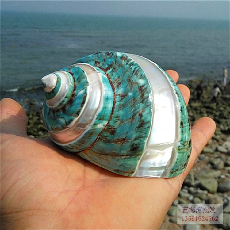 Натуральная раковина раковины супер большая Зеленая Улитка Отличный Зеленый винт аквариум средиземноморский пейзаж домашние образцы украшения ремесла