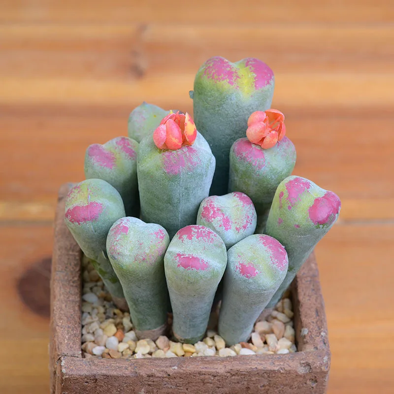 12 шт. суккуленты для растений Lithops DIY аксессуары искусственные цветы Свадебный