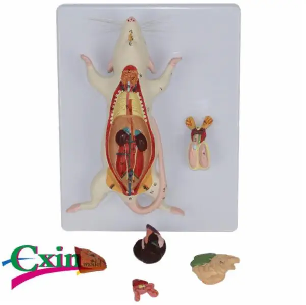 1:1 natural large mouse anatomical model Mouse assembling puzzle toy Animal anatomy model 23*18*7cm free shopping