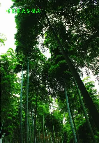 

Custom 3D green bamboo forest mural living room bedroom lobby study corridor hallway decoration wallpaper mural