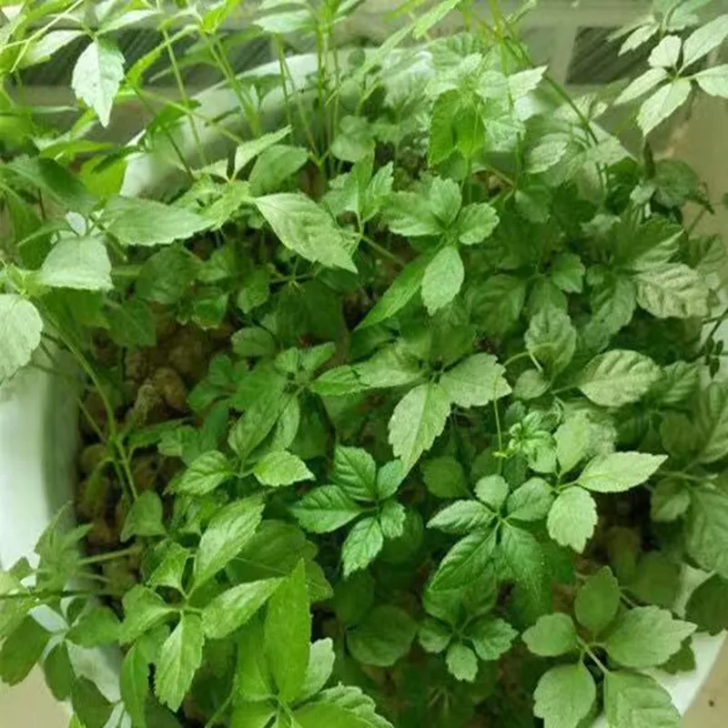 1000pcs 100 шт.-1000 шт. семена гинестеммы пентафиллума гинестемма пентафиллум вероятность выживания 99 - Цвет: 1000pcs