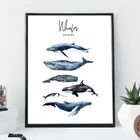 Скандинавская акварель киты, холст, Художественная печать, современный постер, морское искусство, Постер цетацеи, настенные картины для украшения дома