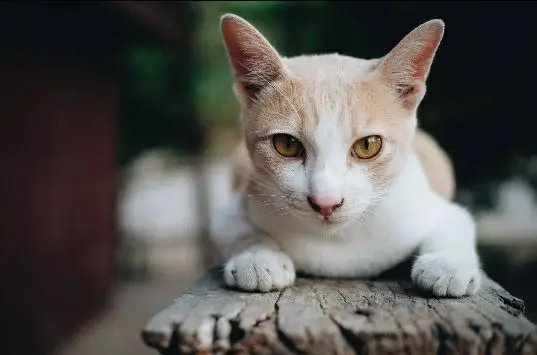 ZOOYA алмазная живопись кот 5d вышивка Животные продажи мозаики пейзаж Полный