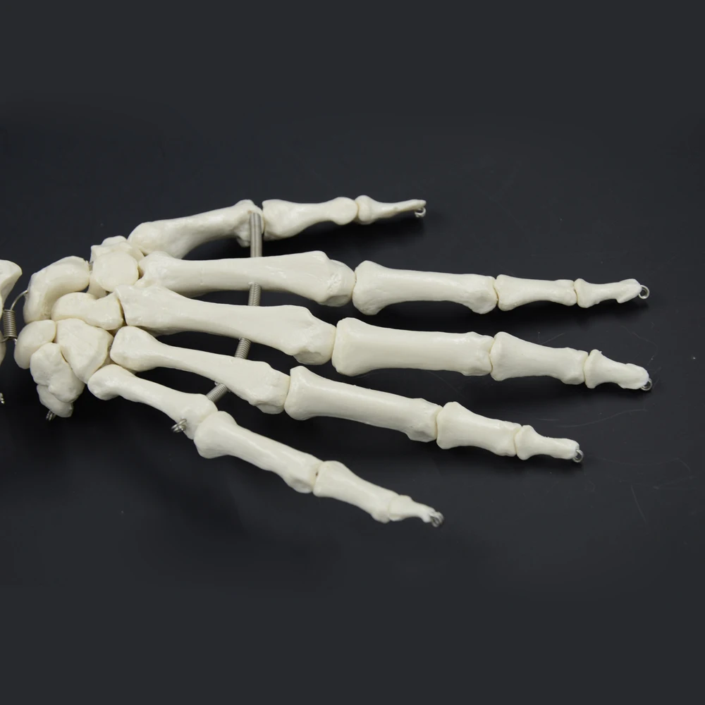 1:1 модель костей человека рука взрослого и радиус верхней конечности|human bone|bone