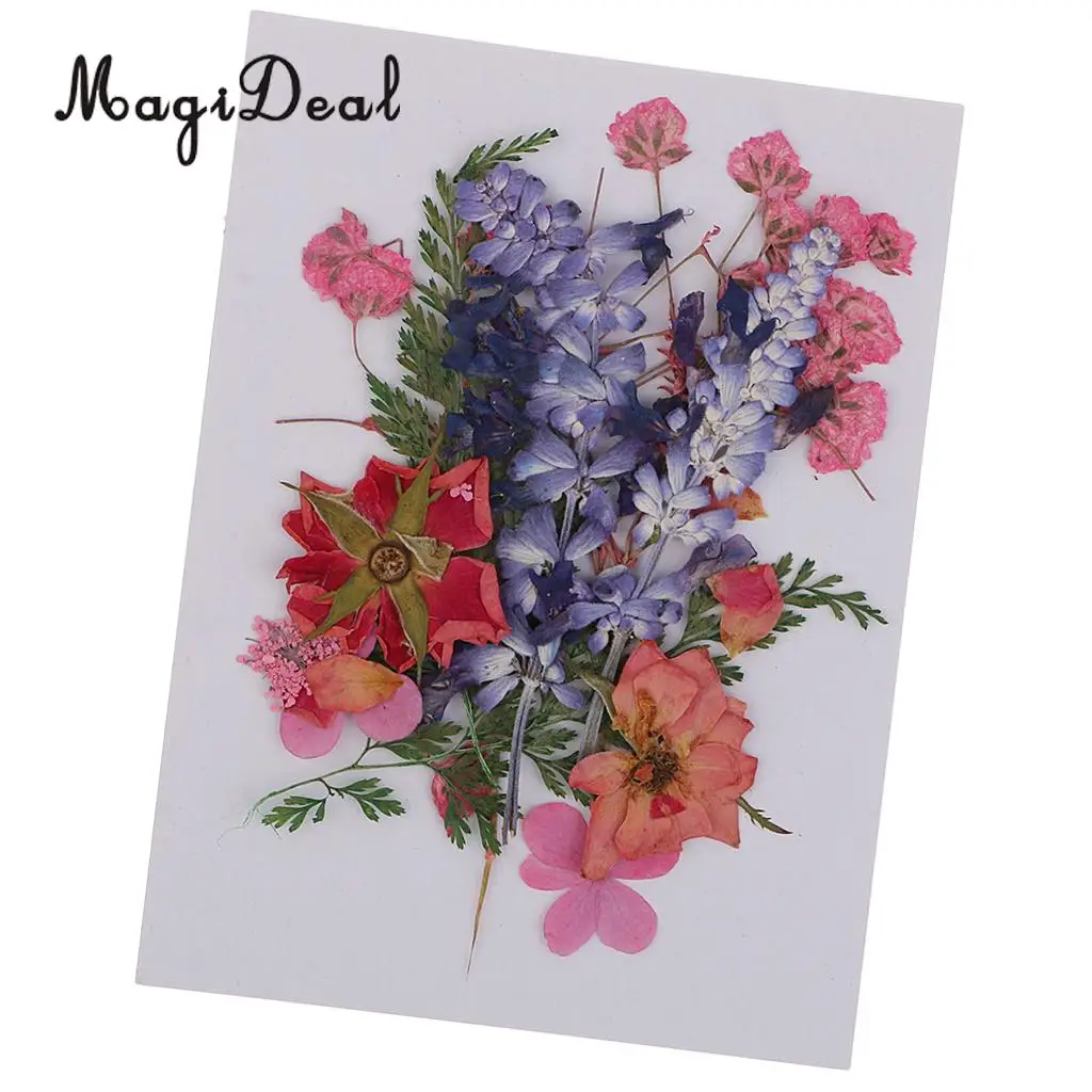 Несколько красивых настоящих прессованных цветов высушенные цветы листья