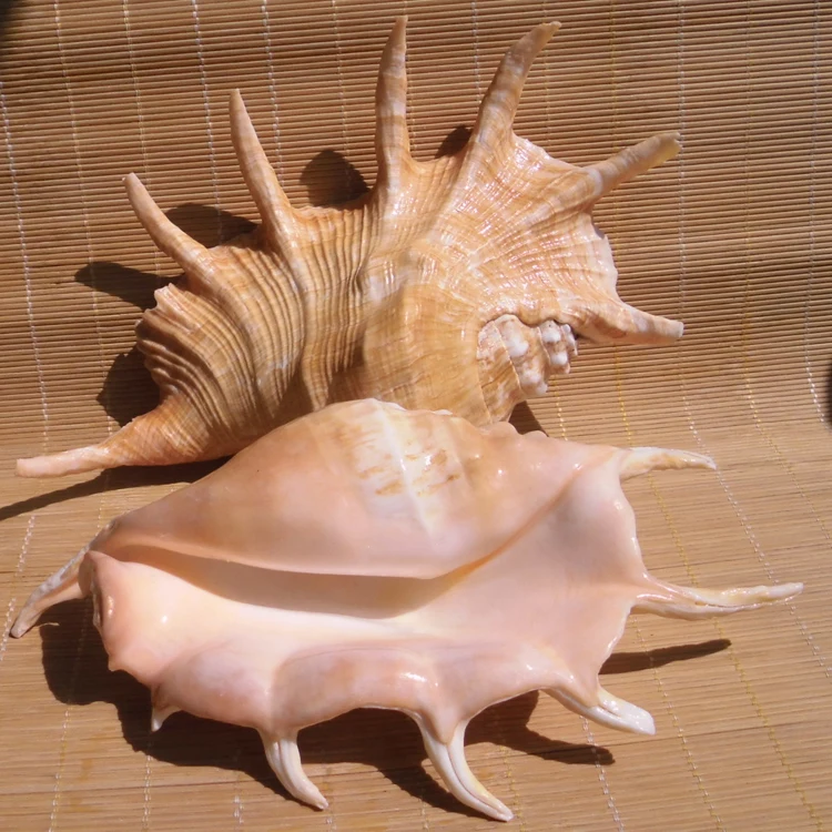 Морские ракушки натуральное ремесло большой паук для украшения аквариума