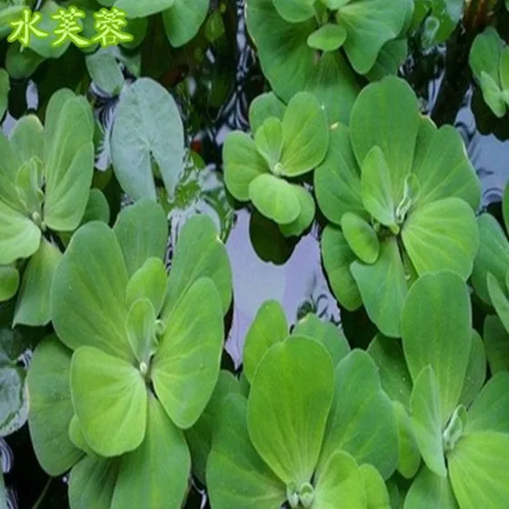 Duckweed Aquatic Water Culture Bowl Lotus Turtle Cylinder Center Circle Leaves Of Sophora Japonica | Дом и сад