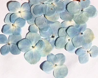 120pcs pressed dried hydrangea flower for epoxy resin jewelry making postcard frame phone case craft diy