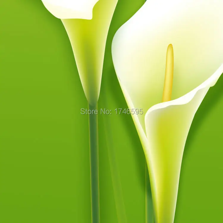 Большой 3 шт зеленый Калла Лили цветок стены искусства картины печать для