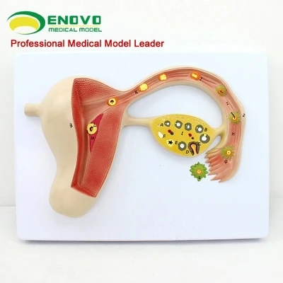 

Human fertilized egg model, gestational embryonic development, uterus tissue, embryo model