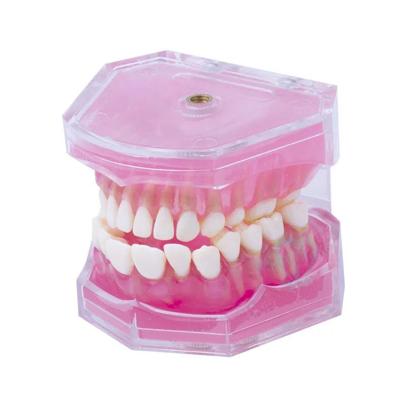 

Dental Teaching Model Standard Model Removable Teeth Soft Gum Model New