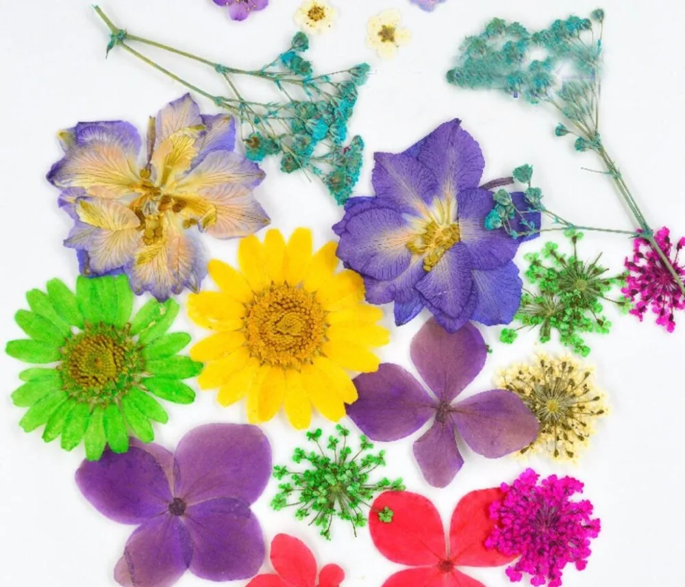 100 шт Ассорти сушеные прессованные цветы гербарий из растений для ювелирных