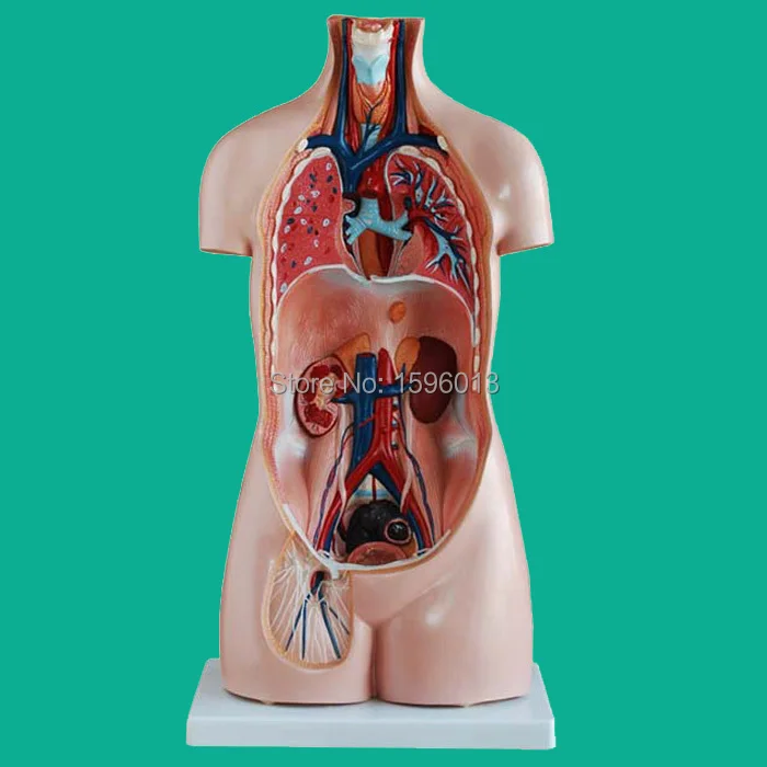 85 см Сексапильный торс с внутренними органами 20 частей модель человеческого