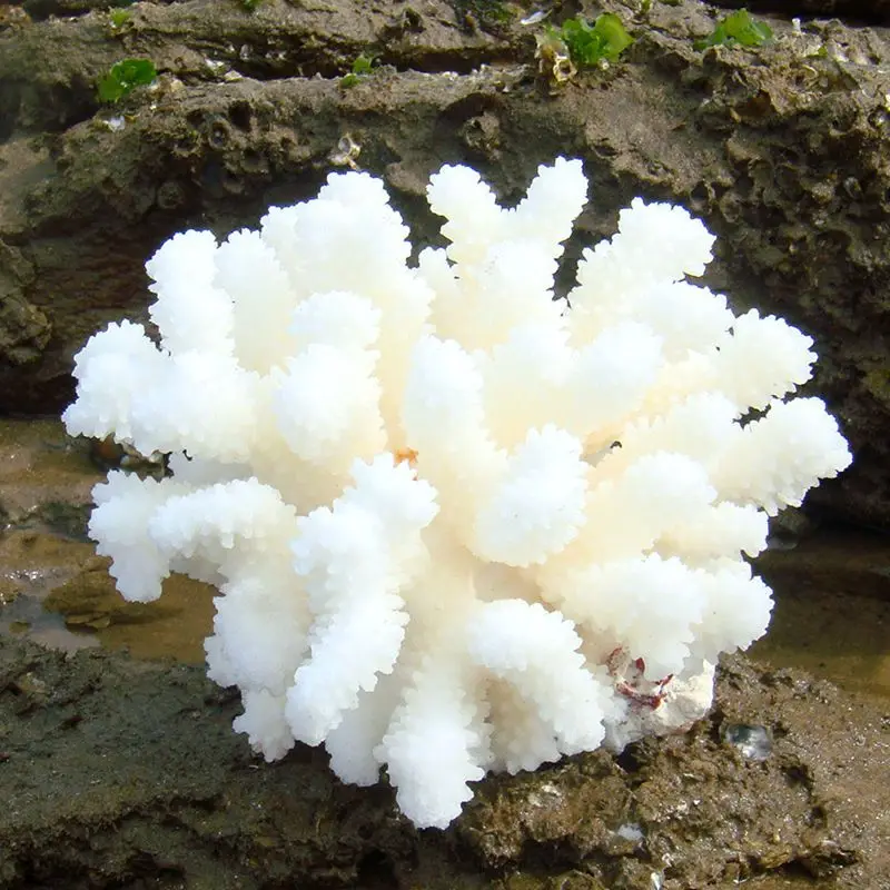 Aqumotic настоящий коралловый декор камень морского дна 1 шт. Океанский Аквариум Украшение для аквариума фотография кусочки кальция настоящий морской коралл белый