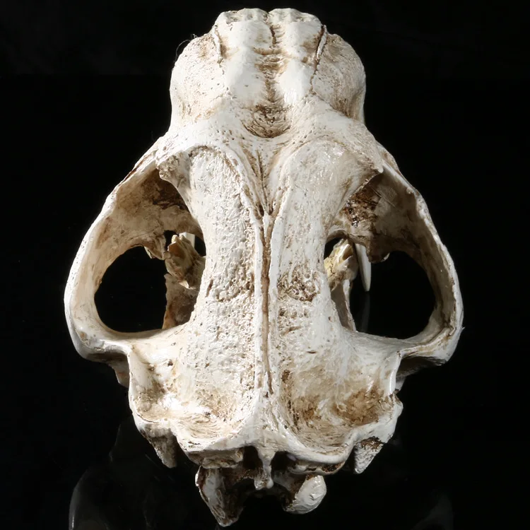 Имитация смолы модель Machairodus школа обучение тигр скелет товары для Хэллоуина