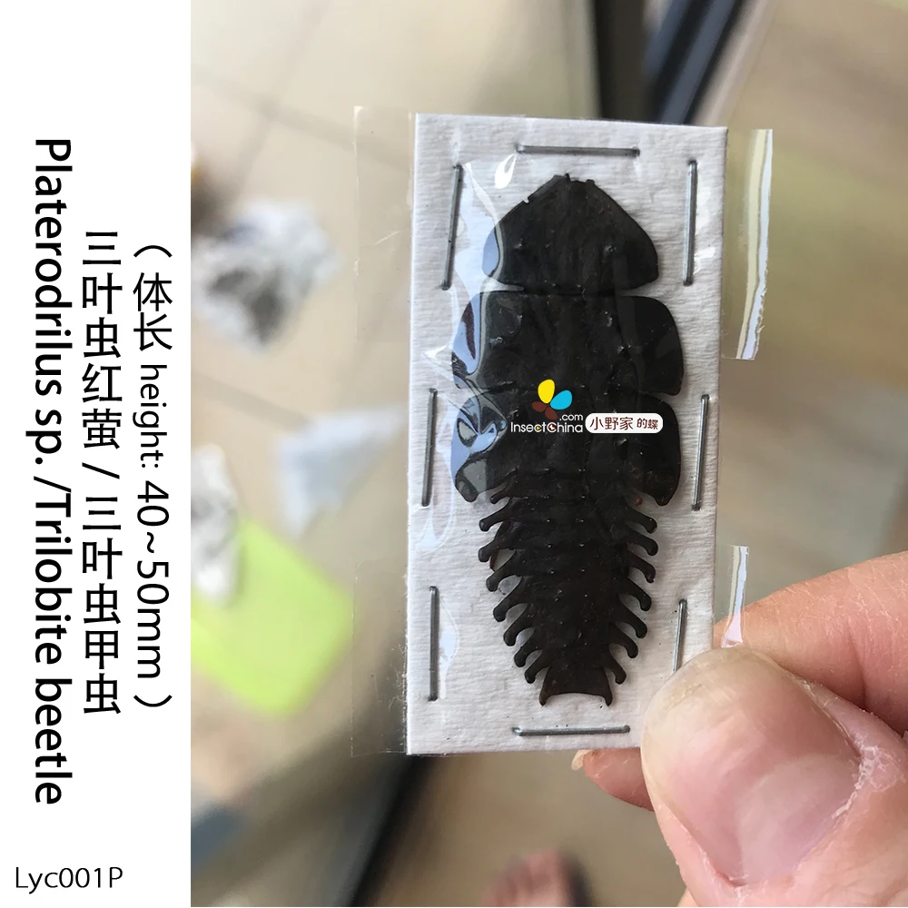 Platerodrilus sp. трилобитовый Жук трилобитовая личинка неподготовленное и