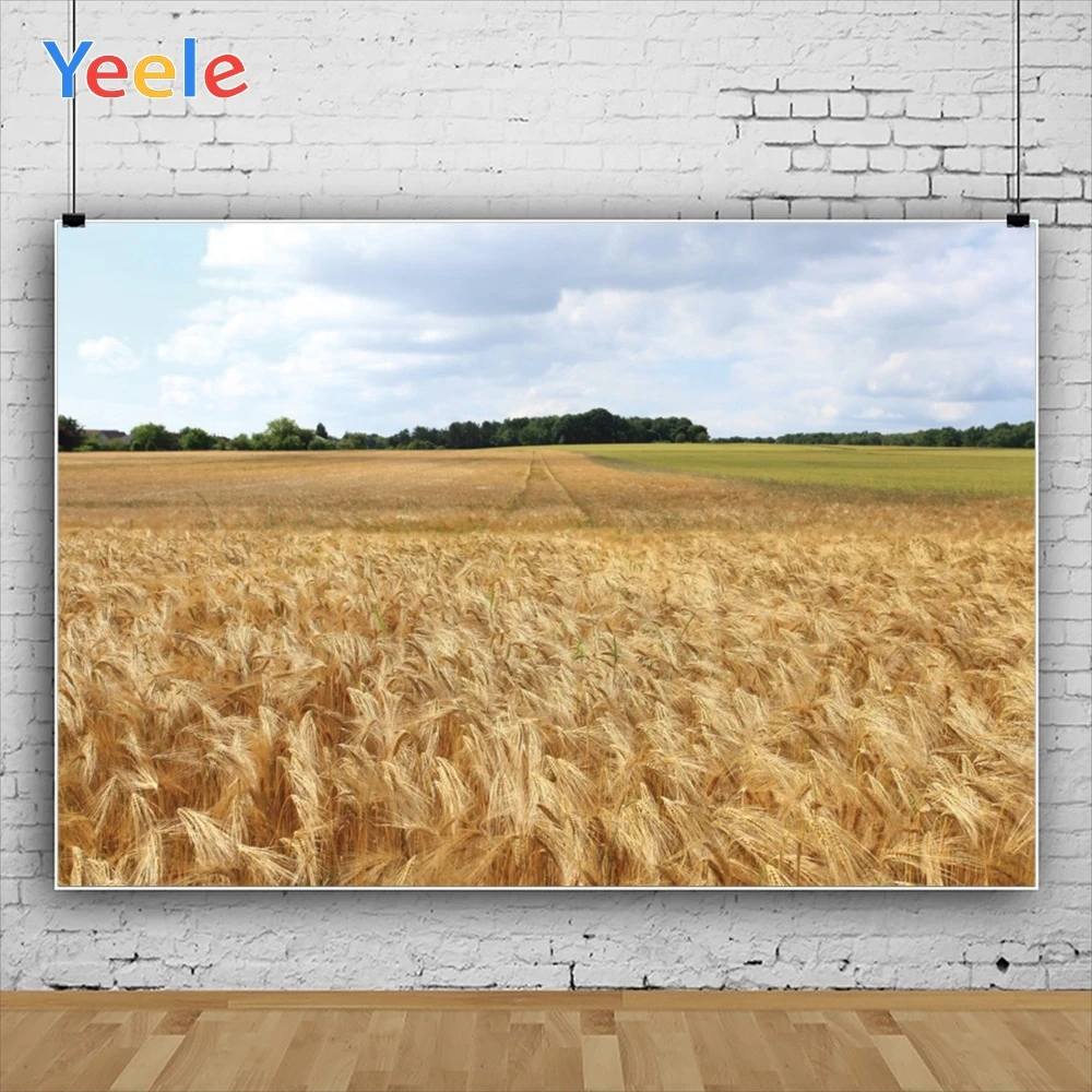 Yeele белые облака желтая Пшеница урожая поле осенние фотографии фоны