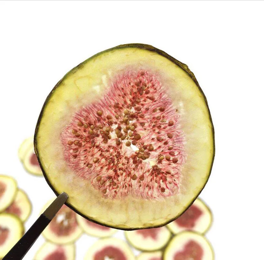 5 шт прессованный высушенный фикус Carica Linn. Ломтики фруктов гербарий из растений