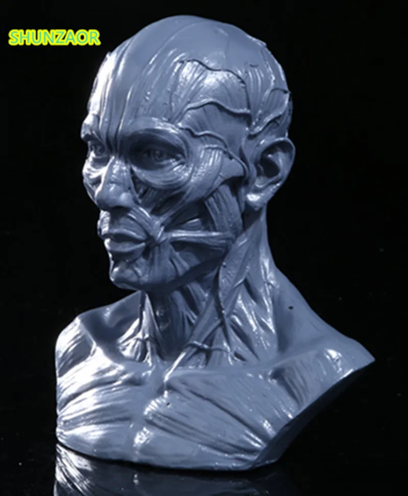 Моделирование мышц черепа скелет человека анатомический модель скелета голова