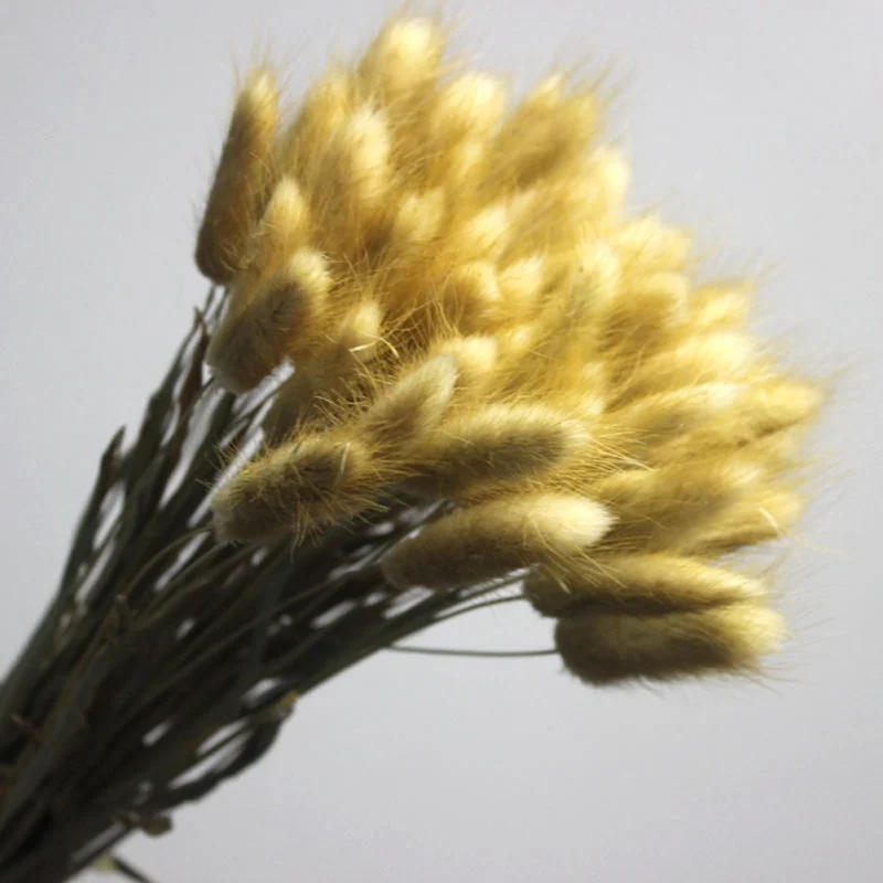 

30Pcs/lot Natural Dried Flower Colorful Lagurus Ovatus Real Flower Bouquet for Home Wedding Decoration Rabbit Tail Grass Bunches