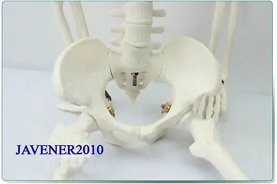 Анатомическая кожа человека 85 см | Канцтовары для офиса и дома