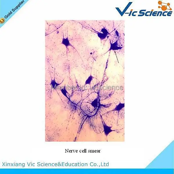 100 шт./компл. гистология животных подготовленные слайды|histology slides|pcs set |