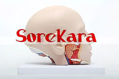 Людская анатомическая Emulational головы рассечение внутренностей Спецодежда