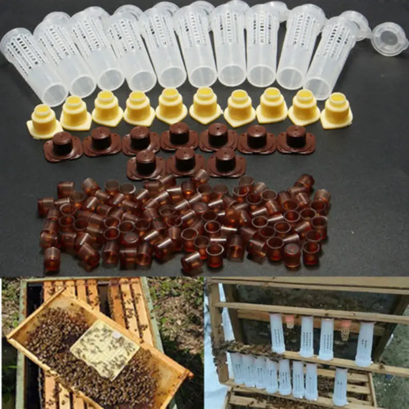

Bees Tools Cages Queen Rearing Cupkit 100pcs Plastic Bee Cell Cups Cultivating Box Cell Cups Bee Cage Beekeeping Complete Kit