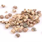 8-13 мм без отверстия естественная точка оболочки вихревой узор для DIY ручной работы ювелирные украшения ракушки украшение для альбома 100 шт TRS0242x