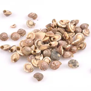 8-13 мм без отверстия естественная точка оболочки вихревой узор для DIY ручной работы ювелирные украшения ракушки украшение для альбома 100 шт TRS0242x