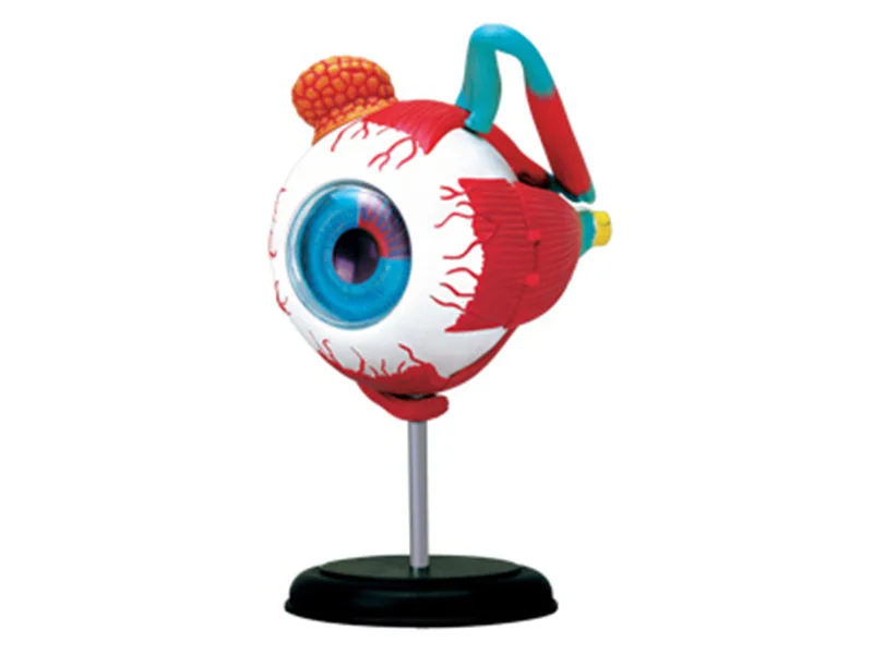 

4D Human eyeball Muscular nerve organs Teaching Model for Anatomical Medicine puzzle toy Eye Medical Science Assembly model