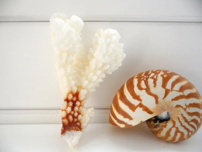 Натуральные белые декоративные коралловые ветки раковины в средиземноморском