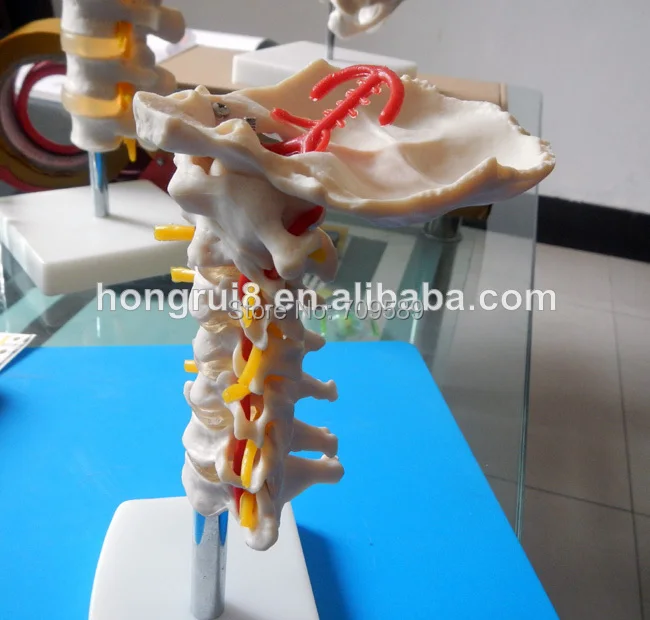 Горячая Распродажа шейный позвонковый столб с шейной артерии | Канцтовары для