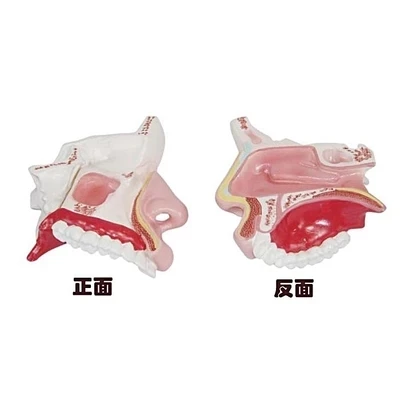 

Nasal anatomical model Nasal and nasal cartilage section model Teaching demonstration free shipping