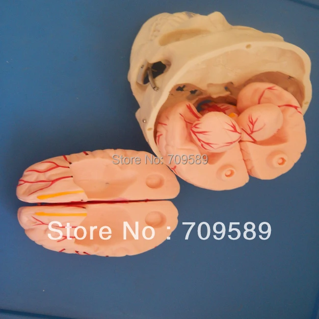 Искусственный модный Череп с 8 частями мозга|modle| |