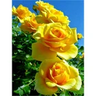 Алмазная 5D картина Fuyun с цветами, круглая Алмазная мозаика, желтая роза стразы, картина, вышивка, распродажа, домашний декор