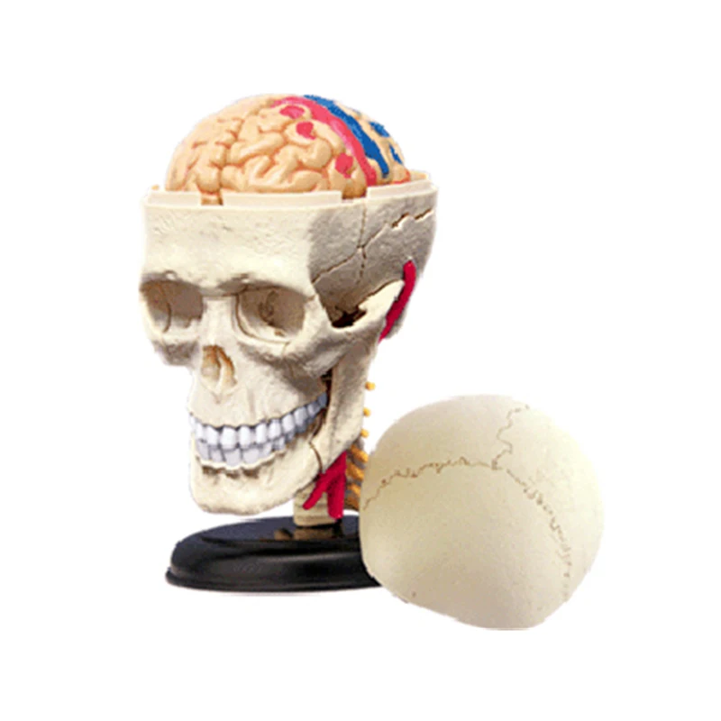 

4D Skull Intelligence Assembling Toy HumanOrgan Anatomy Model Medical