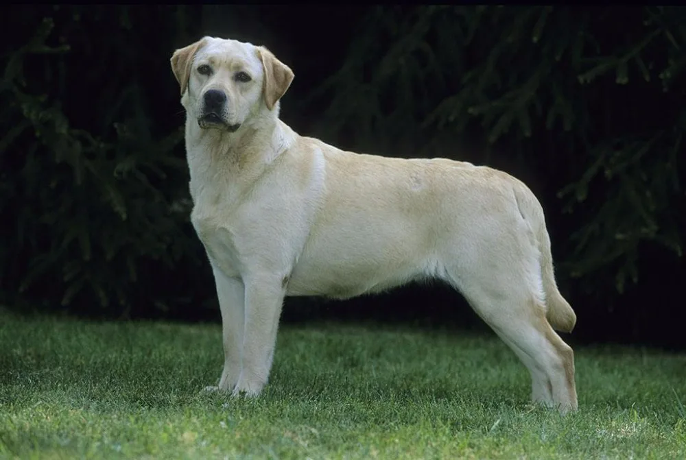 Серьги-подвески в виде собаки Лабрадора ретривера золотистые и Серебристые
